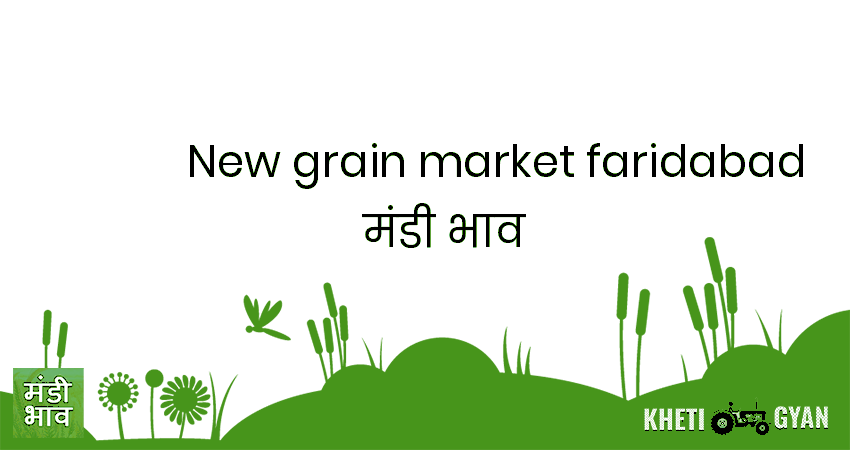 New Grain Market , Faridabad मंडी भाव की ताज़ा तस्वीर